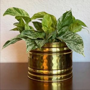 Boho Brass planter